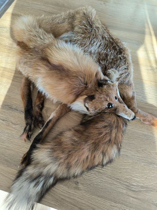 Kołnierz z rudego lisa.