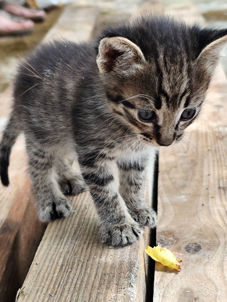 Gatinho bebé dá-se