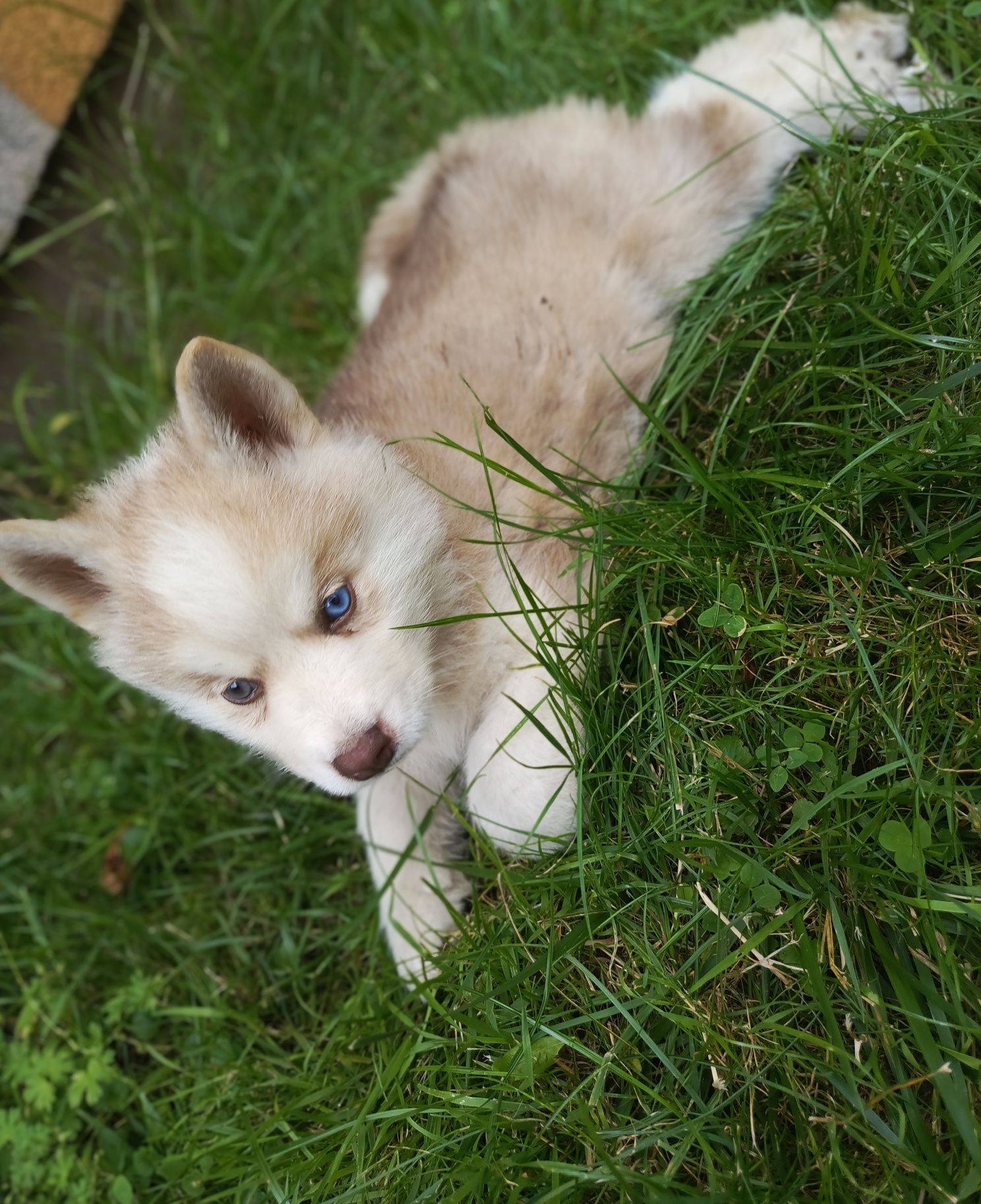 Husky Syberian haski szczeniak