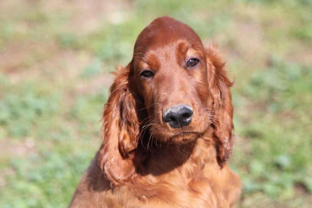 Seter irlandzki ZKwP / FCI