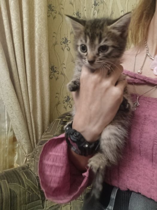 Котенок мальчик, полтора месяца