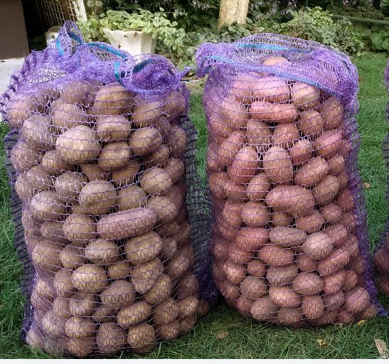 Картопля домашня, екологічна 16 грн/ 1 кг. Буряк та морква 20 грн