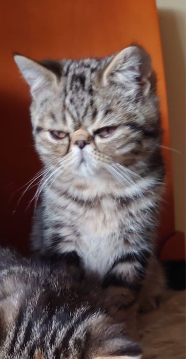 Gato Persa exótinho