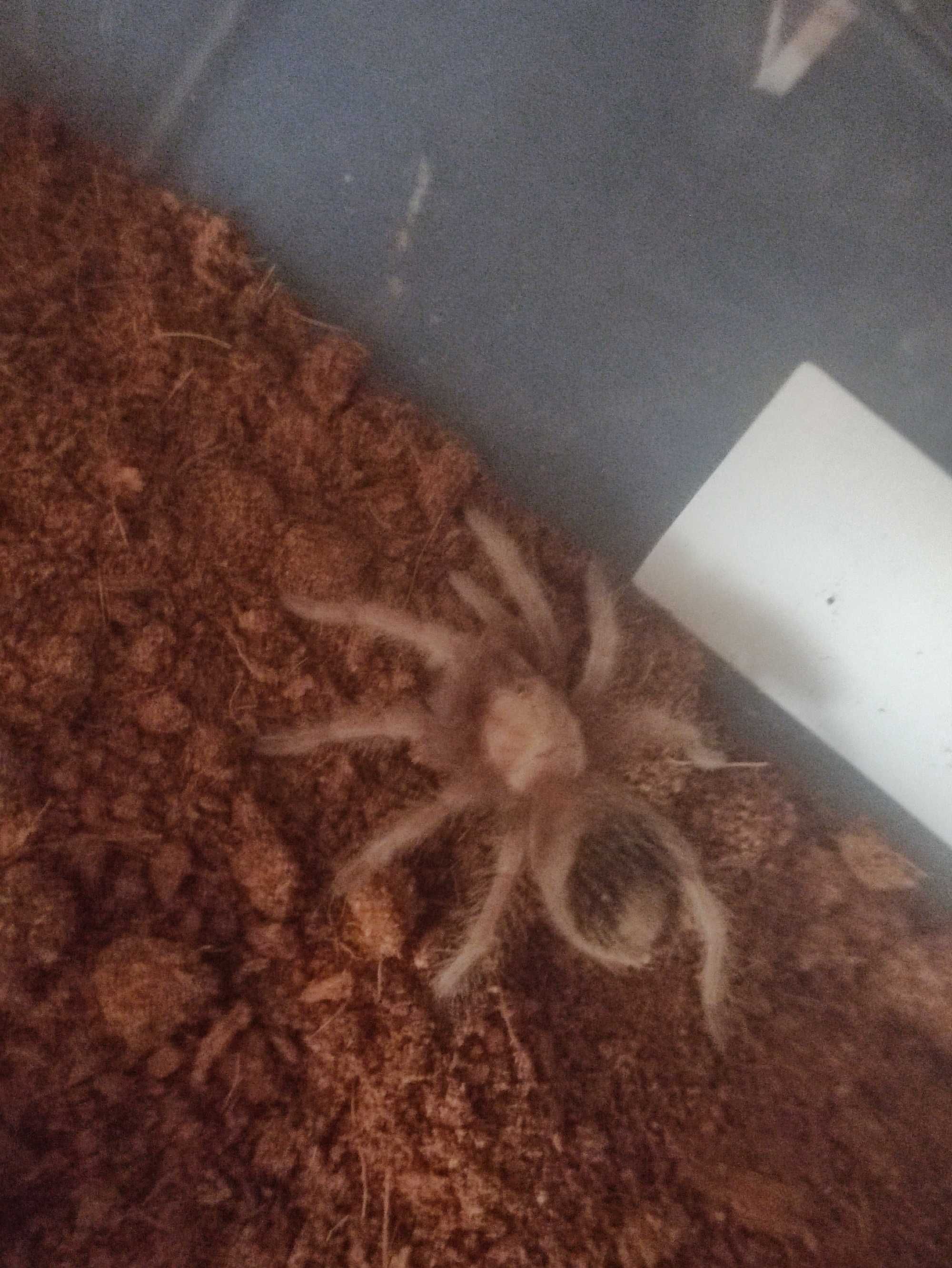 Brachypelma albiceps L6-7 (Самки)