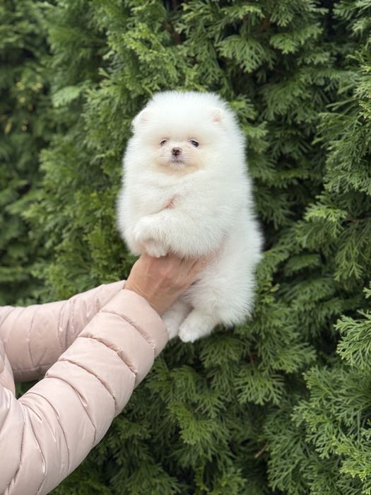 Цуценята померанського шпіца