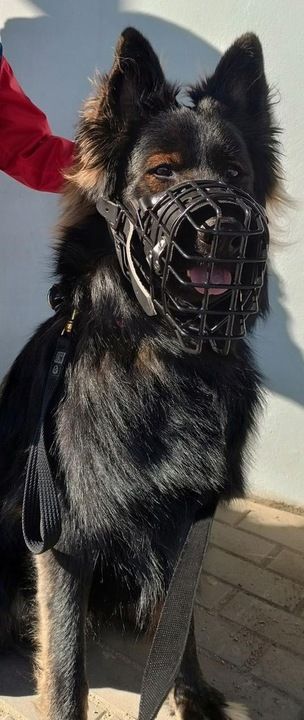 Dingo Gear K9 Kaganiec Fizjo Średni Owczarek Niem