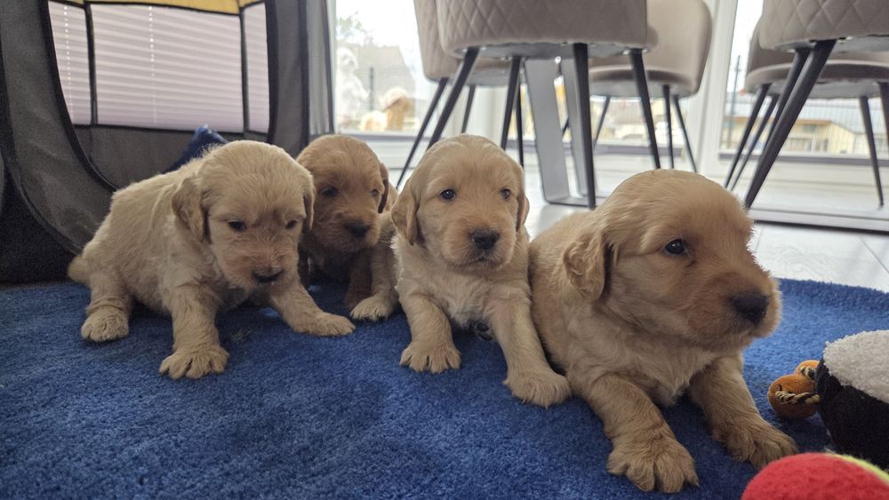 Goldendoodle suczka