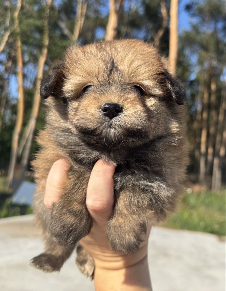 Pomapoo pudel miniaturowy szpic miniaturowy hybryda