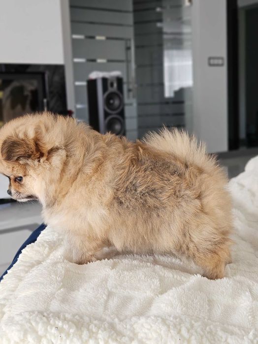 Szpic miniaturowy - pomeranian - rudy