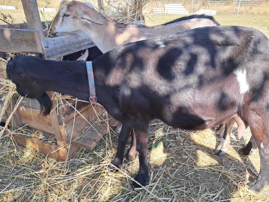 Продам козу Ламанчи