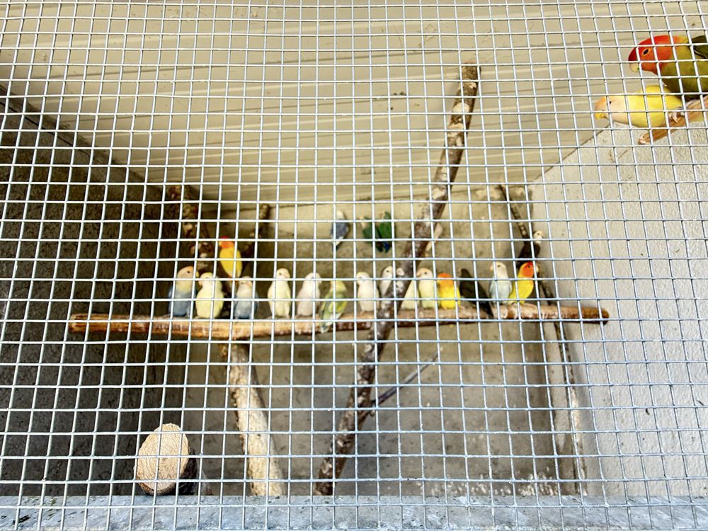 Vendo aves deste ano