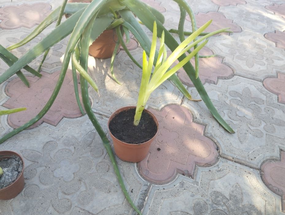 Алое Вера. Крупнолистні. Від малих до великих