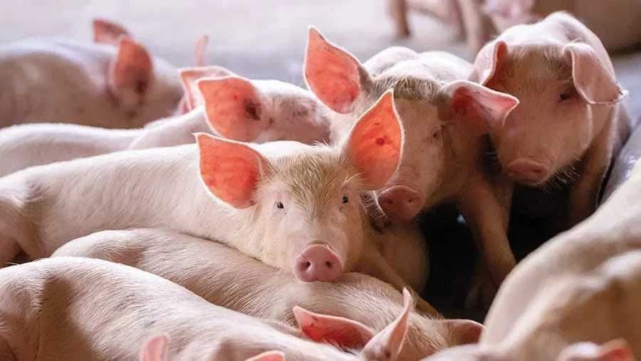 Продам поросята, підсвинки