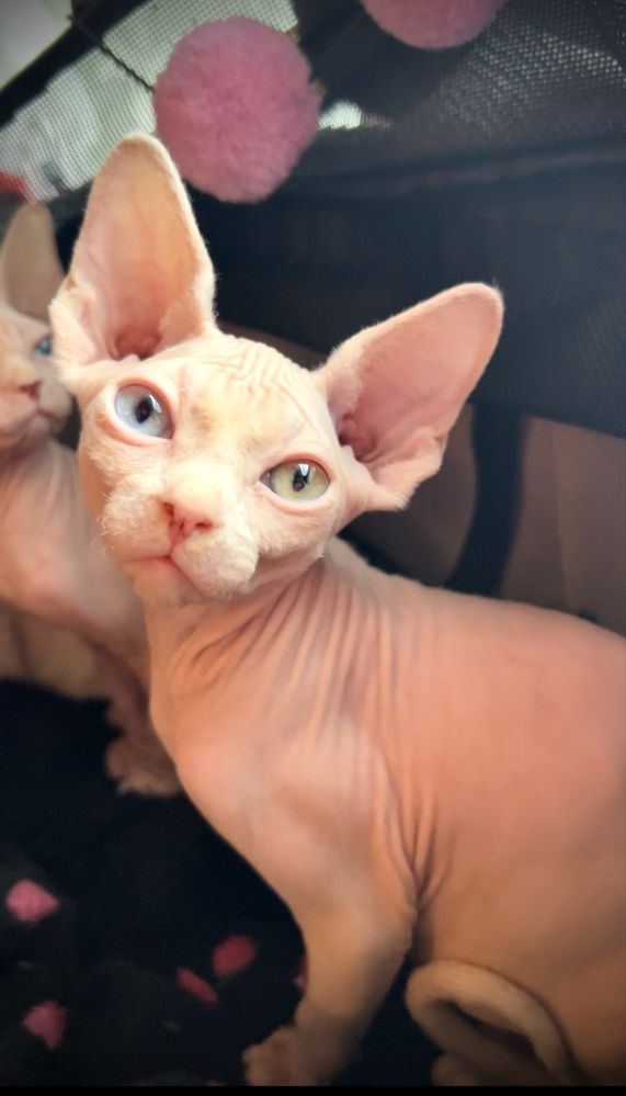 Czarne Kocie •Sfinks Sphynx‼️ poKastracji! W-wa / Sosnowiec / poznań..