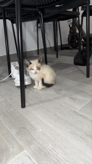 Gatinhos para adoção