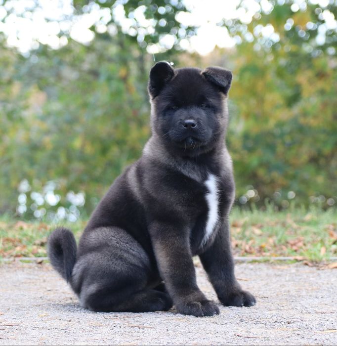 Akita Amerykańska suczka