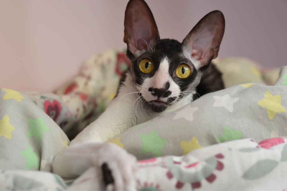 Cornish Rex- wspaniała Koteczka Jeynes