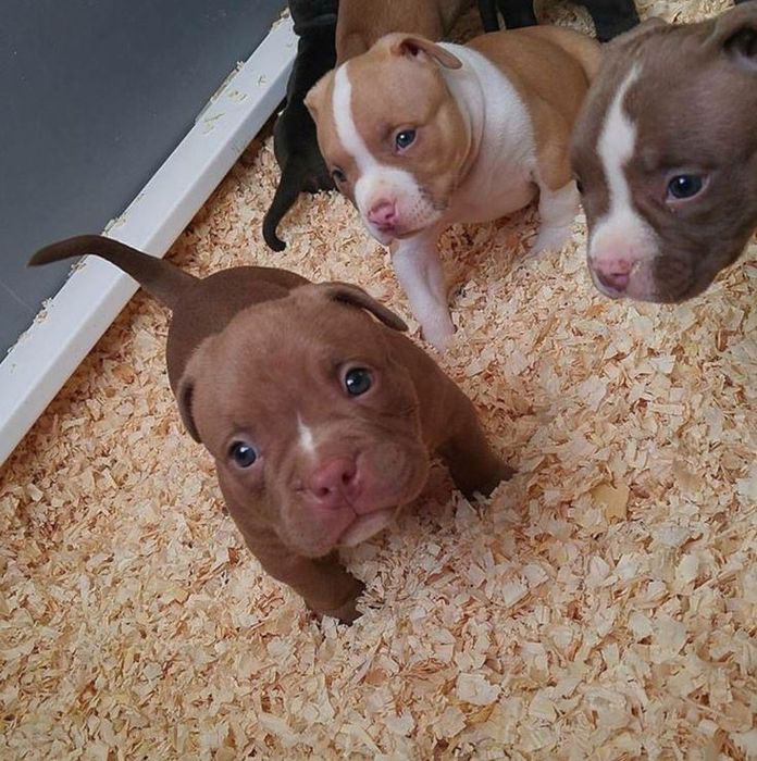 Pitbull bebe par adoção