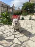 Bulkdog  frances branca femea