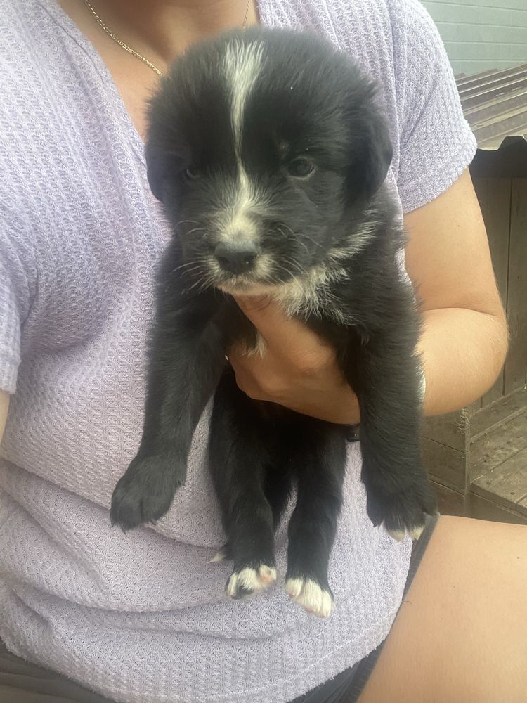 Szczeniak Border Collie