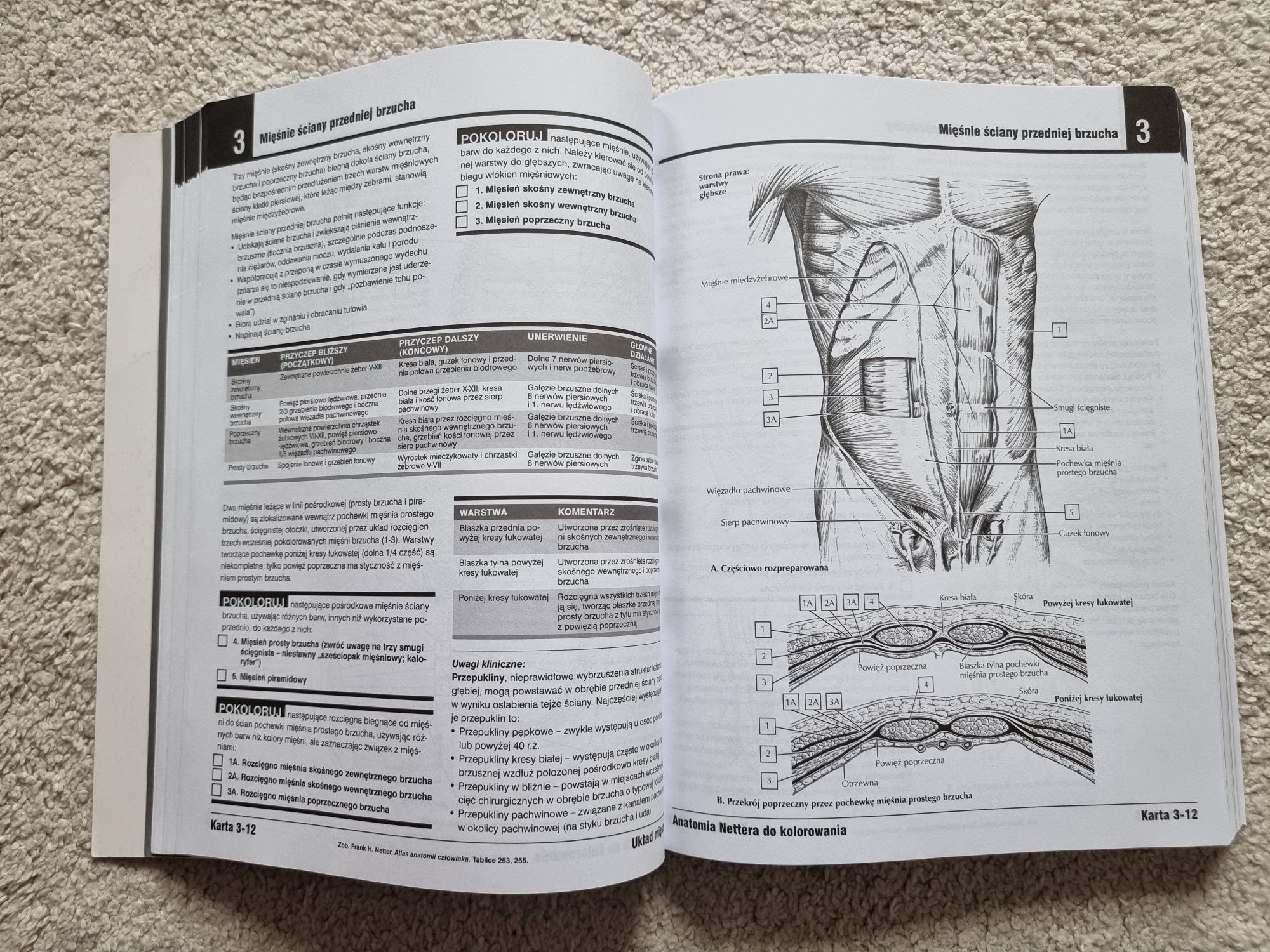 Anatomia Nettera do kolorowania