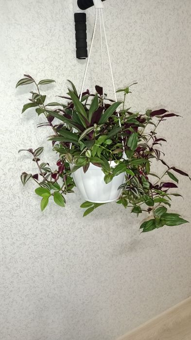 Продам композицію Традесканцій. Зебріна, Рео, Прирічна, Дисколор