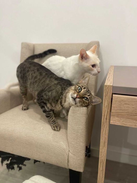 Tico & Teco dois amigos inseparáveis para adoção CONJUNTA