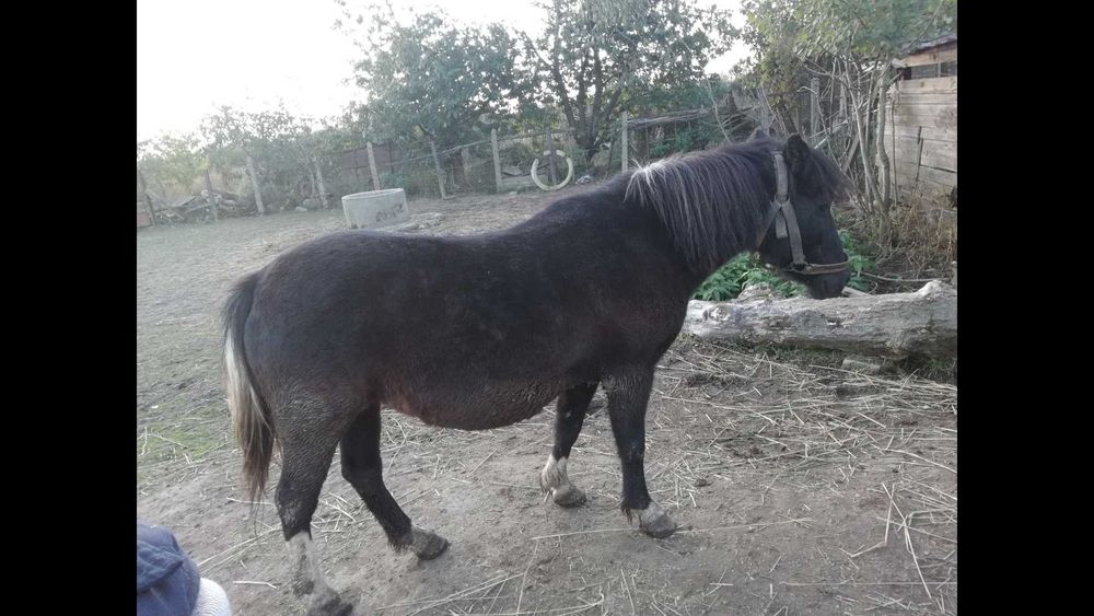 sprzedam Konik Polski