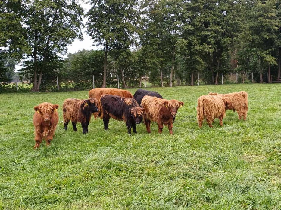 Byk highland bydło szkockie byczek