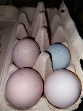Jaja lęgowe kury mix oraz kaczek
