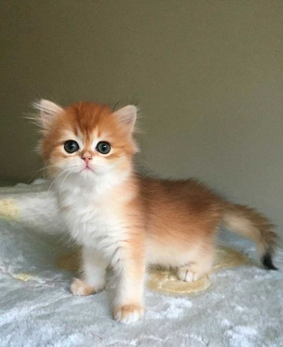 Kotka szkocka prostoucha, złota szynszyla