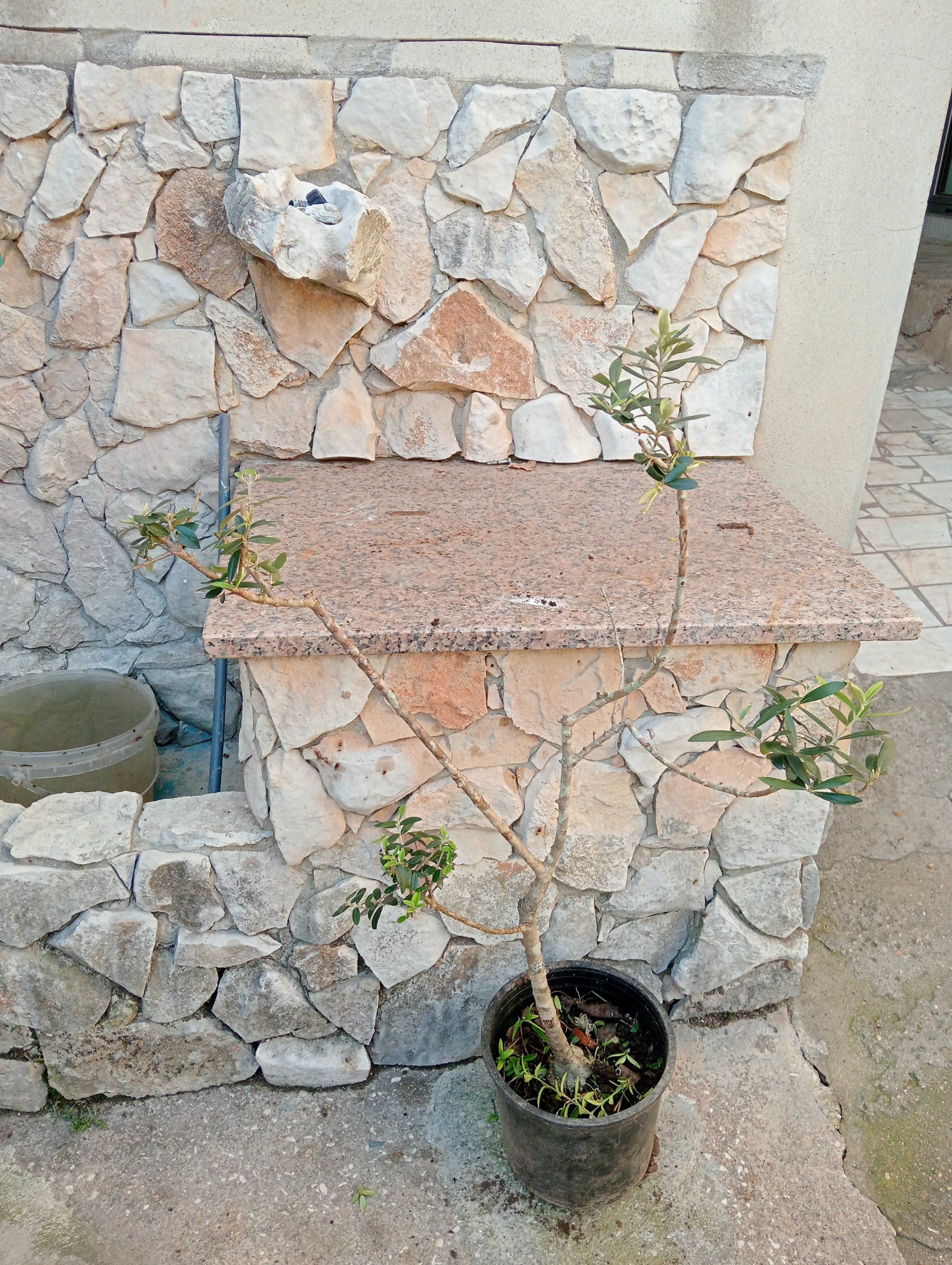 Oliveiras de jardim