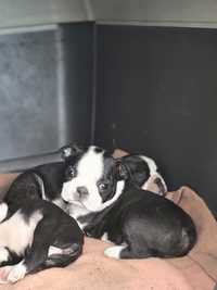 Boston Terrier suczka DAISY ZKwP FCI