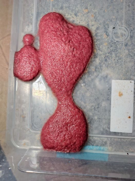 Трубочник Изя для домашнего разведения