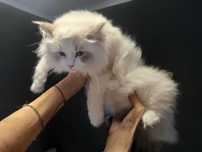 Ragdoll Kocurek blue lynx bicolour  rodowod fpl