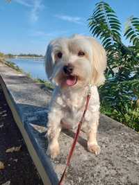 Dog walking & PetSitting - Waging Walks