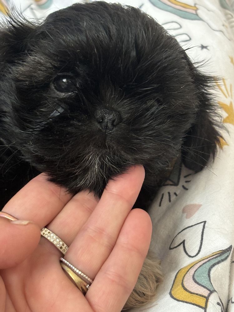 Piesek czarny shih tzu