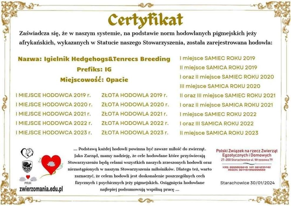 Jeże, jeż pigmejski,  jeżyki, z książeczką zdrowia i rodowodem