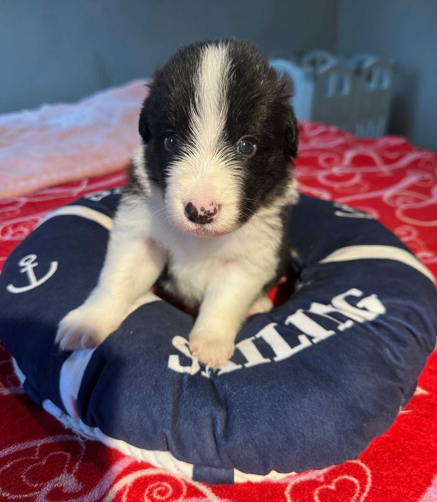 Piesek Border Collie - Hodowla Salus Canis FCI