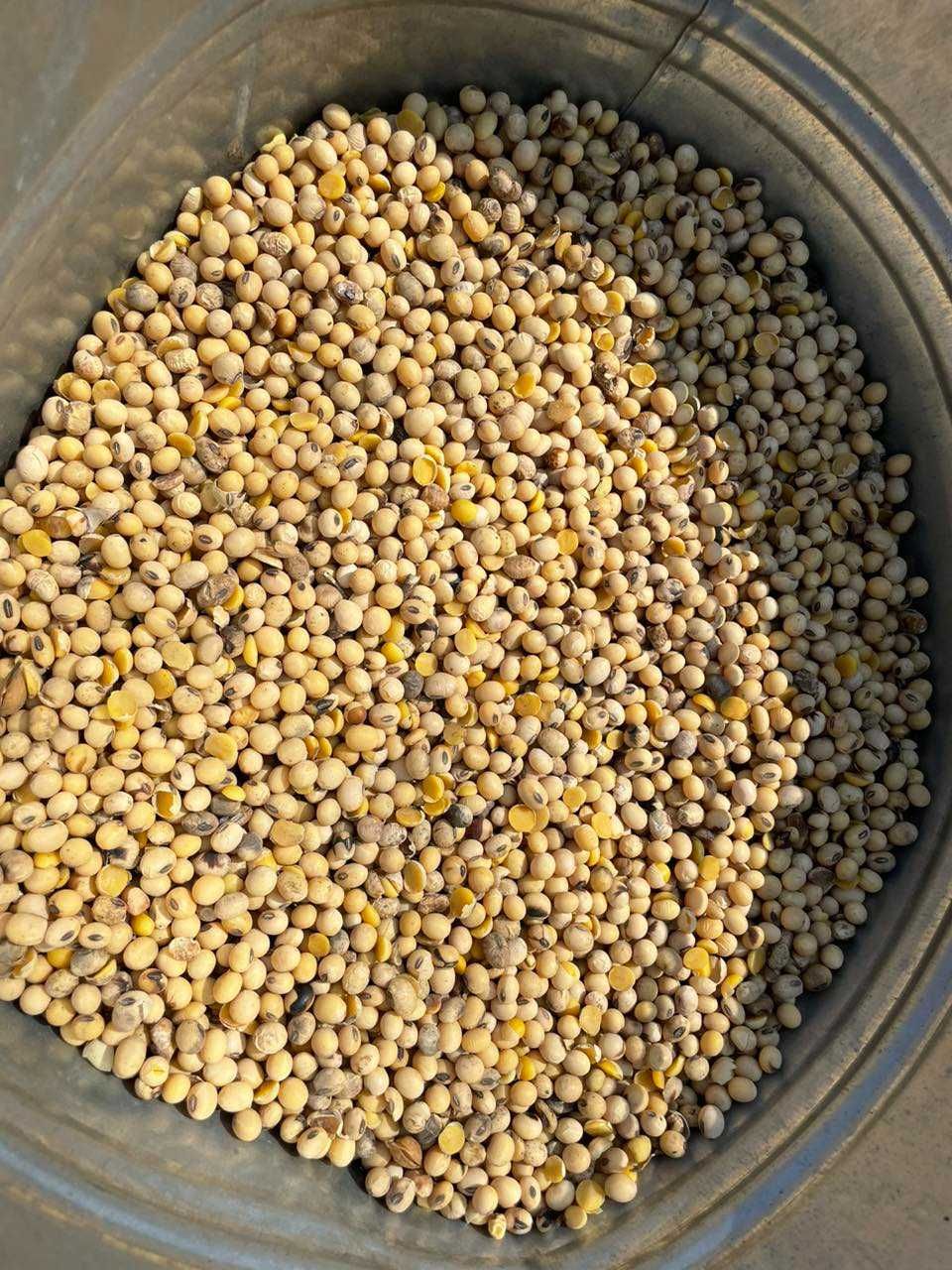 Продам насіння сої "Seeds Elita" під раундап ГМО