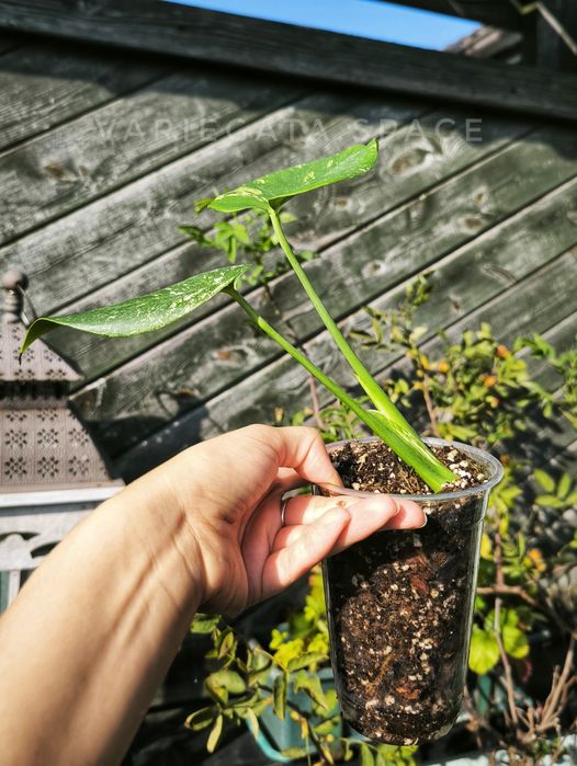 Monstera Mint variegata