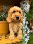 Śliczny morelowy  piesek Cockapoo