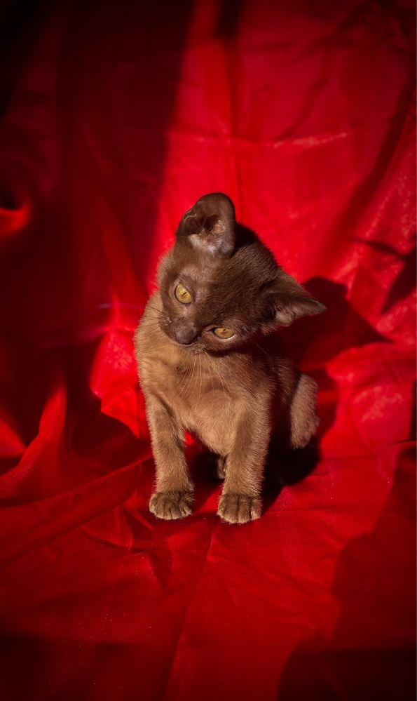 Европейская бурма - бурманский котенок