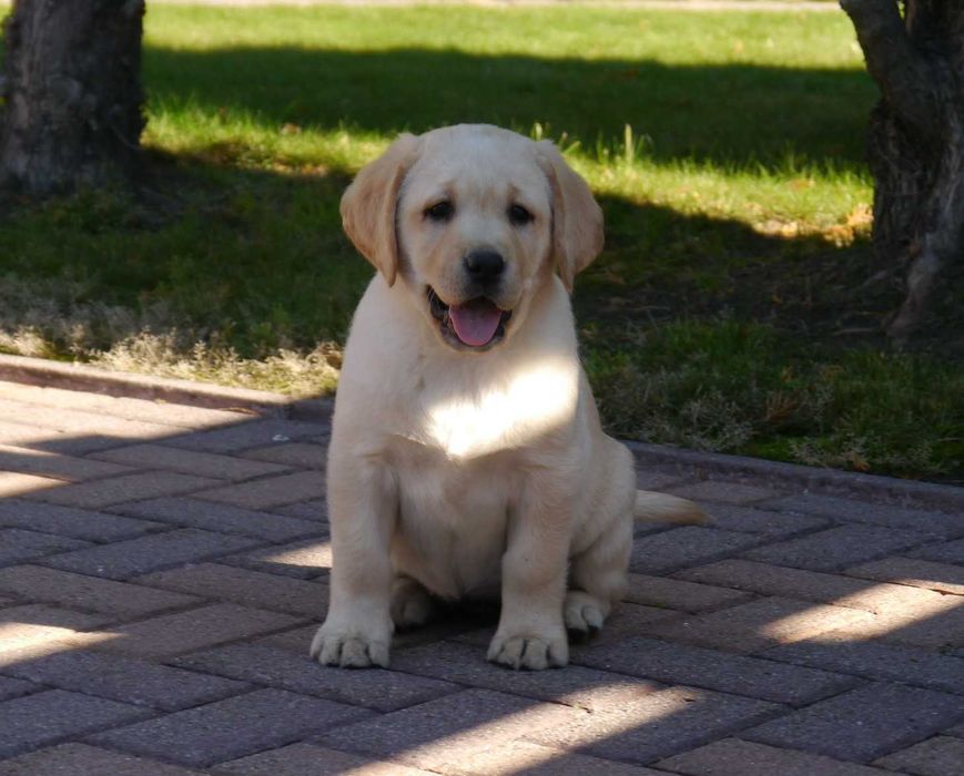 Labrador retriever - biszkoptowa suczka z rodowodem ZKwP / FCI