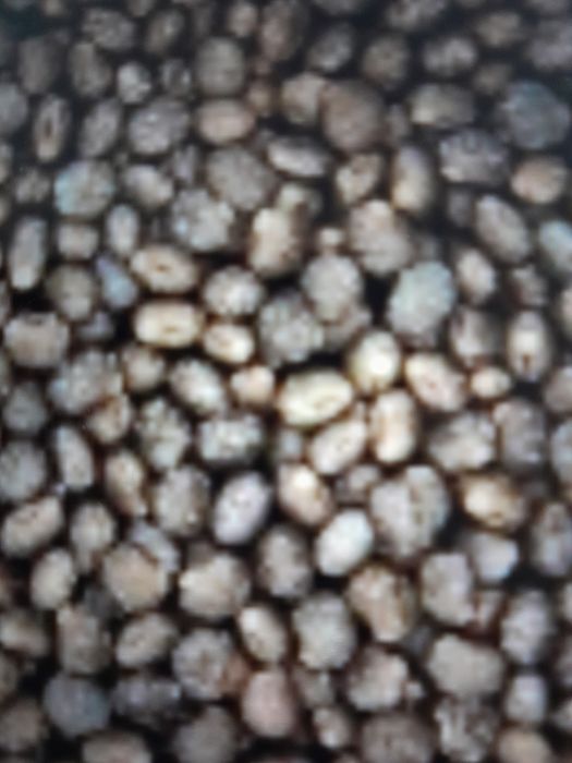 Sprzedam łubin wąskolistny gorzki na poplon.