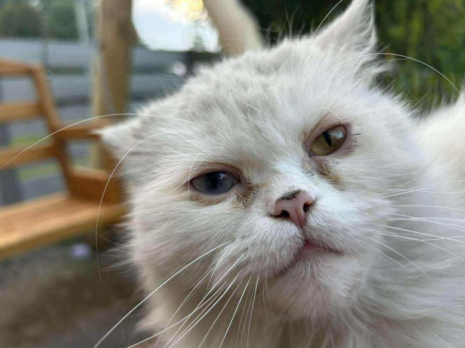 Zaginał  Biały Kot