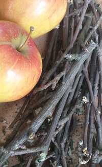 Młode gałązki jabłoni Naturalne ścieranie zębów