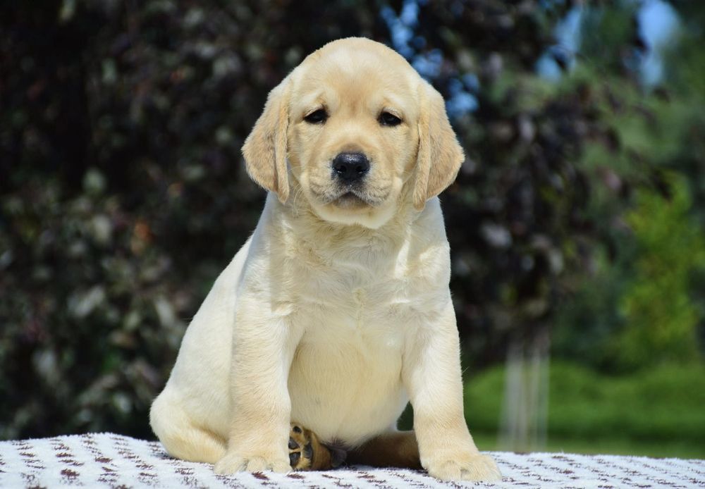 Терміново дівчинка цуценята Лабрадор