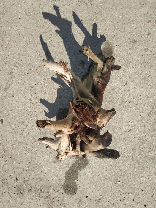 Корч  в  акваріум