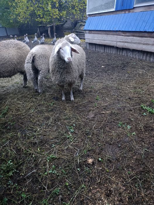 Продаж ягнят крос мериноландшаф